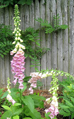 foxgloves