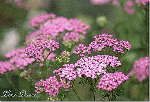 Achillea_Oertels_Rose_June10