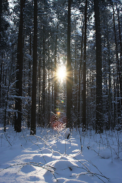 зимний лес