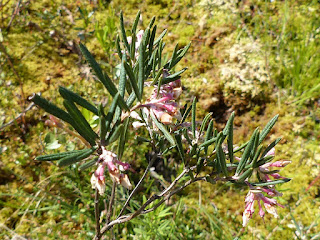 Andromède à feuilles glauques - Andromeda glaucophylla