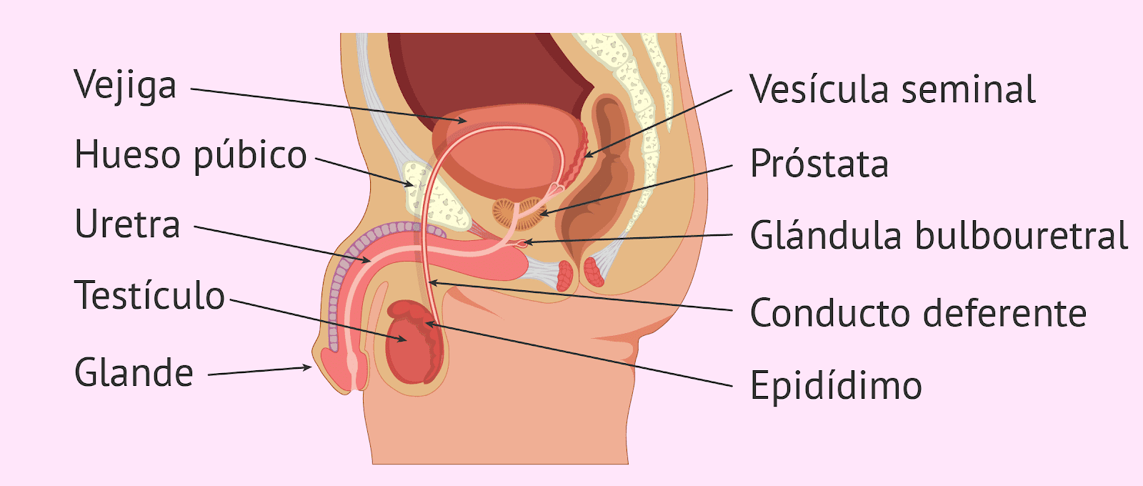 Aparato reproductor masculino