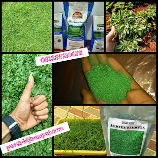  pusat biji rumput, agen bibit rumput, bibit rumput gajah mini