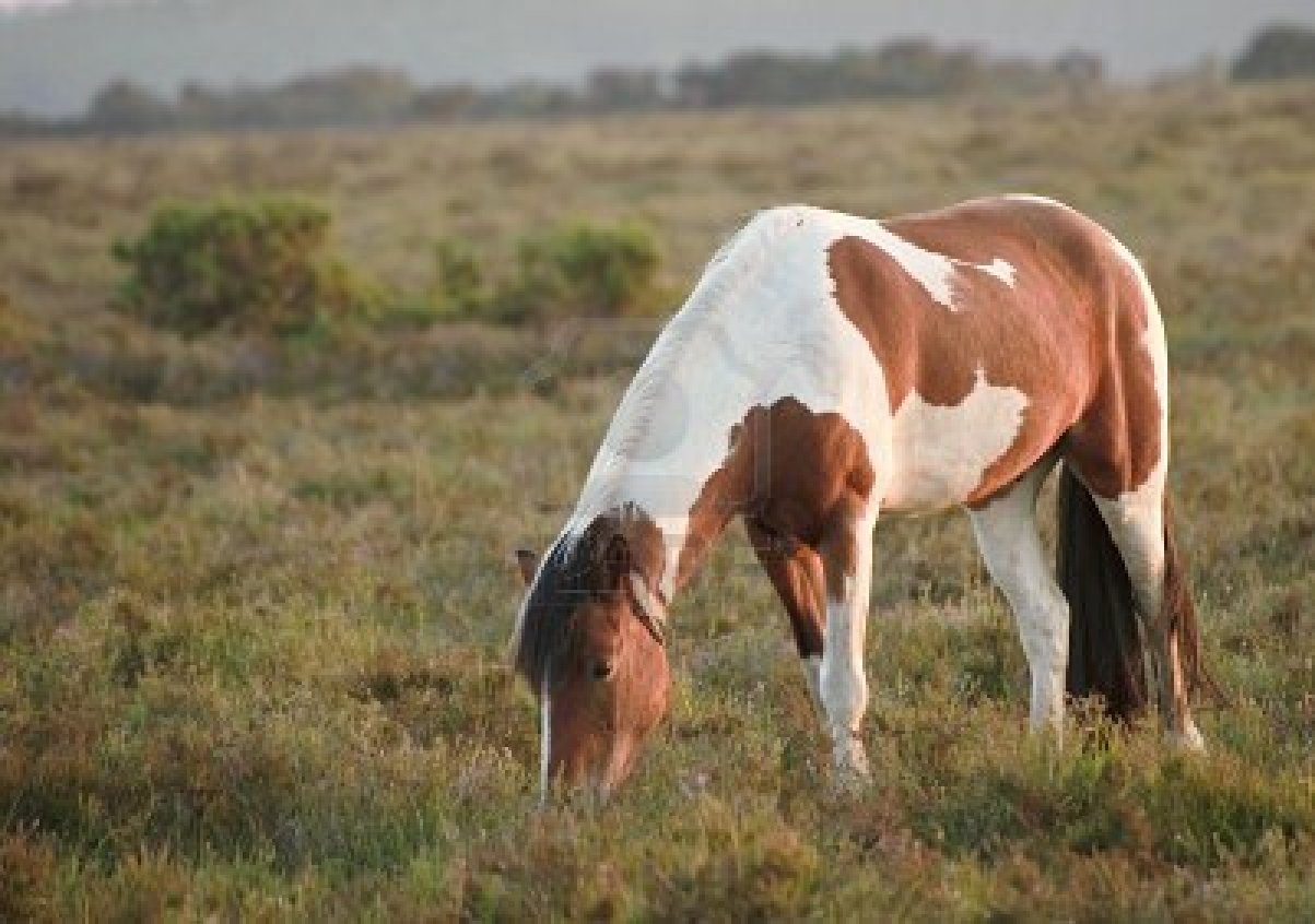 ... for free wallpaper of brown pony horse wallpaper of brown pony horse