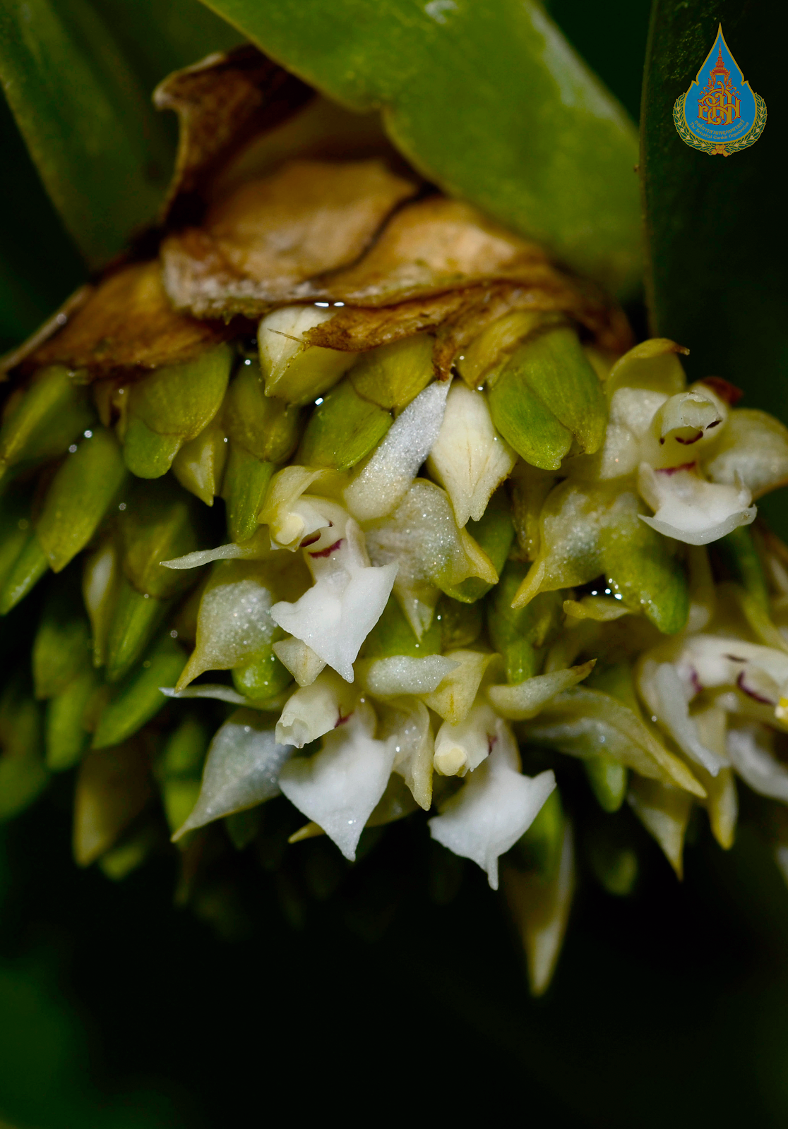 กล้วยไม้ป่า เอื้องปีกไก่ใบใหญ่ ออกดอกเดือนไหน ลักษณะดอก Agrostophyllum longifolium