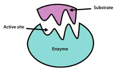 basic structure of enzymes