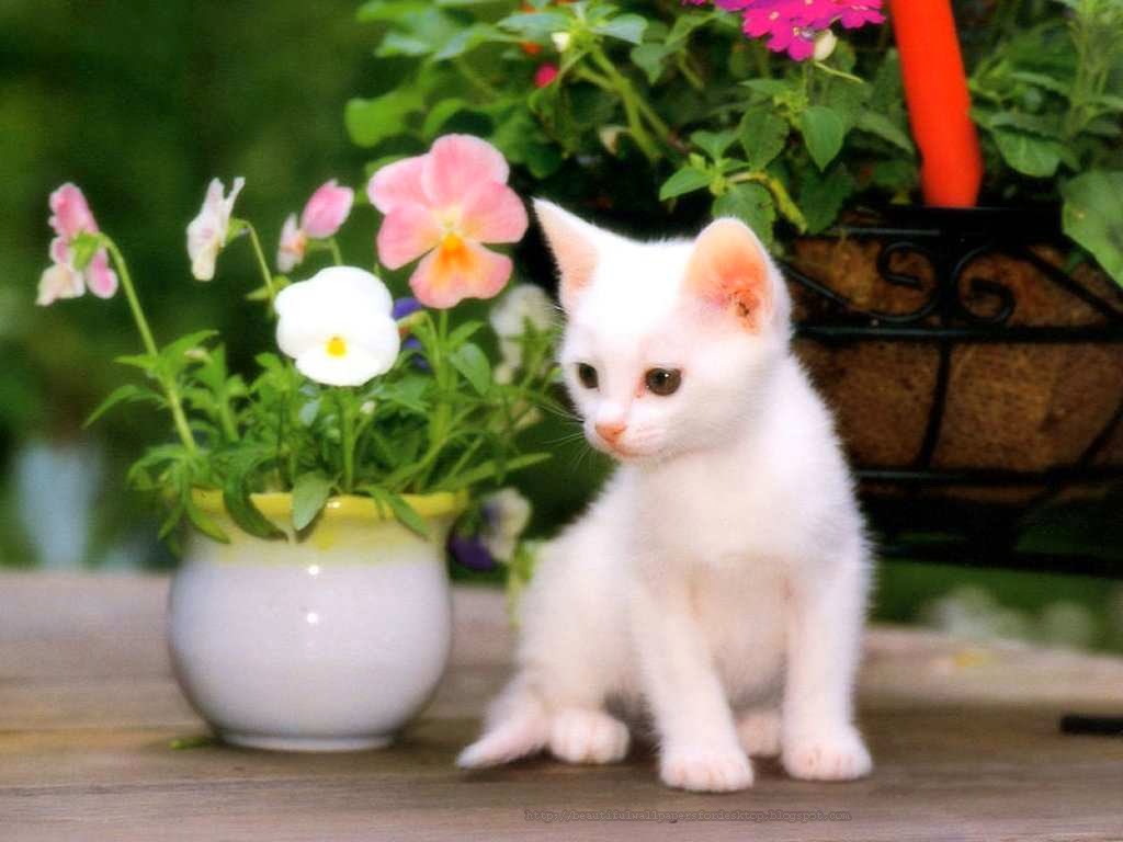 Cute Animal Wallpapers For Desktop Background Full Screen