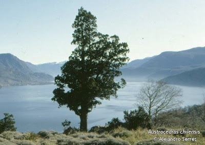 Ciprés de la cordillera Austrocedrus chilensis