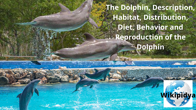 dolphin,dolphins,the dolphin,ecco the dolphin,dolphin show,dolphin videos,the girl who talked to dolphins,dolphin experiment,the dolphins,dolphine,teaching a dolphin to speak,dolphin (marine creature),dolphin cry,dolphin man,dolphin jet,ecko the dolphin,dolphin fish,dolphin mass,dolphin jump,dolphin boat,loan dolphin,dolphin suit,day of the dolphin,dolphin films,dolphin house,shiva dolphin,roman dolphin,bernie the dolphin