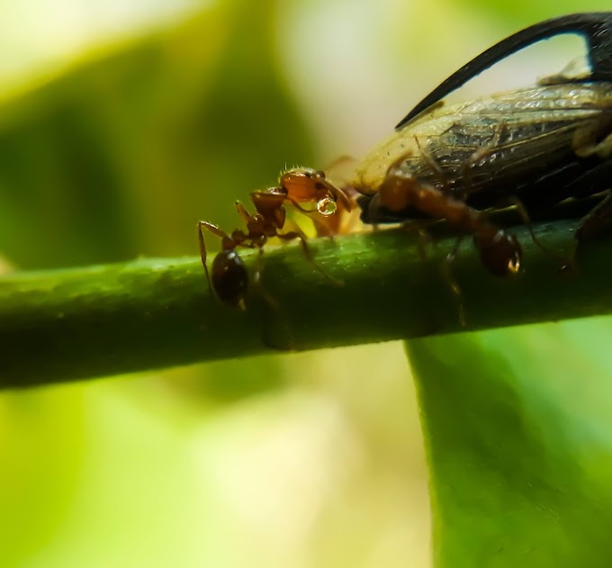 Why ants are behind treehopper?