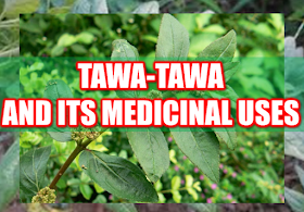 Asian countries are known for its vast natural resources and forests that grow different varieties of medicinal plants and herbs. In fact, most health sites and medical websites feature Asian medicinal herbs. One of the most potent herbs is the Euphorbia hirta locally known in the Philippines as "Tawa-tawa".  Advertisement        Sponsored Links      Tawa-tawa, with a scientific name Euphorbia Hirta, is commonly found in any neighborhood in tropical areas. In the Philippines,this plant can be found almost anywhere growing with common bushes and grass. In other countries,Tawa-tawa is called the "asthma weed" for its known eficacy in curing asthma.  Tawa-tawa is known for its analgesic, antipyretic, anti-inflammatory and anxiolytic properties. It contains gallic acid, quercetin, triacontane, cetyl alcohol,phytosterol, phytosterolin, jambulol, melissic, palmitic and linoleic acid. It also has euphorbianin, leucocyanidol, camphor, quercitrin and quercitrol.  Vitamin contents of tawa-tawa plant include ascorbic acid, thiamin, riboflavin, and niacin.     The different parts of the tawa-tawa plant has variety of medicinal uses.   For treating patients with asthma, the white resin is mixed with drinking water to alleviate asthma symptoms. Dried leaves made like a cigar can also be used. For other instances, the plant is boiled to make a tea for the asthma patient.   For the treatment of dengue fever, making tea from the whole plant without the roots is a potent cure. For the common fever, the tea made from boiling tawa-tawa roots is being used.  The same treatment is used for those with loose bowel movement or diarrhea, making a tea from the roots has the same medicinal effect.  Tawa-tawa resin can be used for the treatment of ringworm.The resin is applied to the affected area directly.It can also be used for the treatment of sty (kuliti). You can apply the resin to the affected area.  For boils, crushed or minced tawa-tawa leaves can be applied to the affected part of the skin. You can also use the same for treating open wounds.  For lactating mother, drinking the tea made from the plant can increase the production of milk in the mammary gland.  The tea made from boiling the fresh tawa-tawa leaves can normalize high blood pressure and also good for diabetes.  How to make a tawa-tawa tea:  Select fresh tawa-tawa leaves(or roots) and wash it thoroughly with water. Put it in a saucepan or any non-aluminum pan and put enough clean water proportionate to the number of leaves.  Boil it for 15 minutes and let it cool.  Strain the tea to remove the plant residues.  Drink 3 times a day or you can use it as a substitute for drinking water.  READ MORE:  Find Out Which Country Has The Fastest Internet Speed Using This Interactive Map      Find Out Which Is The Best Broadband Connection In The Philippines   Best Free Video Calling/Messaging Apps Of 2018    Modern Immigration Electronic Gates Now At NAIA    ASEAN Promotes People Mobility Across The Region    You Too Can Earn As Much As P131K From SSS Flexi Fund Investment    Survey: 8 Out of 10 OFWS Are Not Saving Their Money For Retirement    Can A Virgin Birth Be Possible At This Millennial Age?    Dubai OFW Lost His Dreams To A Scammer    Support And Protection Of The OFWs, Still PRRD's Priority