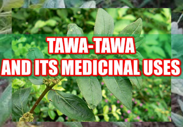 Asian countries are known for its vast natural resources and forests that grow different varieties of medicinal plants and herbs. In fact, most health sites and medical websites feature Asian medicinal herbs. One of the most potent herbs is the Euphorbia hirta locally known in the Philippines as "Tawa-tawa".  Advertisement        Sponsored Links      Tawa-tawa, with a scientific name Euphorbia Hirta, is commonly found in any neighborhood in tropical areas. In the Philippines,this plant can be found almost anywhere growing with common bushes and grass. In other countries,Tawa-tawa is called the "asthma weed" for its known eficacy in curing asthma.  Tawa-tawa is known for its analgesic, antipyretic, anti-inflammatory and anxiolytic properties. It contains gallic acid, quercetin, triacontane, cetyl alcohol,phytosterol, phytosterolin, jambulol, melissic, palmitic and linoleic acid. It also has euphorbianin, leucocyanidol, camphor, quercitrin and quercitrol.  Vitamin contents of tawa-tawa plant include ascorbic acid, thiamin, riboflavin, and niacin.     The different parts of the tawa-tawa plant has variety of medicinal uses.   For treating patients with asthma, the white resin is mixed with drinking water to alleviate asthma symptoms. Dried leaves made like a cigar can also be used. For other instances, the plant is boiled to make a tea for the asthma patient.   For the treatment of dengue fever, making tea from the whole plant without the roots is a potent cure. For the common fever, the tea made from boiling tawa-tawa roots is being used.  The same treatment is used for those with loose bowel movement or diarrhea, making a tea from the roots has the same medicinal effect.  Tawa-tawa resin can be used for the treatment of ringworm.The resin is applied to the affected area directly.It can also be used for the treatment of sty (kuliti). You can apply the resin to the affected area.  For boils, crushed or minced tawa-tawa leaves can be applied to the affected part of the skin. You can also use the same for treating open wounds.  For lactating mother, drinking the tea made from the plant can increase the production of milk in the mammary gland.  The tea made from boiling the fresh tawa-tawa leaves can normalize high blood pressure and also good for diabetes.  How to make a tawa-tawa tea:  Select fresh tawa-tawa leaves(or roots) and wash it thoroughly with water. Put it in a saucepan or any non-aluminum pan and put enough clean water proportionate to the number of leaves.  Boil it for 15 minutes and let it cool.  Strain the tea to remove the plant residues.  Drink 3 times a day or you can use it as a substitute for drinking water.  READ MORE:  Find Out Which Country Has The Fastest Internet Speed Using This Interactive Map      Find Out Which Is The Best Broadband Connection In The Philippines   Best Free Video Calling/Messaging Apps Of 2018    Modern Immigration Electronic Gates Now At NAIA    ASEAN Promotes People Mobility Across The Region    You Too Can Earn As Much As P131K From SSS Flexi Fund Investment    Survey: 8 Out of 10 OFWS Are Not Saving Their Money For Retirement    Can A Virgin Birth Be Possible At This Millennial Age?    Dubai OFW Lost His Dreams To A Scammer    Support And Protection Of The OFWs, Still PRRD's Priority