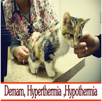 Bukan doktor veterinar: Demam, Hyperthermia ,Hypothermia 