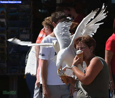 Birds Who Cheat People Very Cleverly for Ice Cream -  Crazy and Naughty Birds 