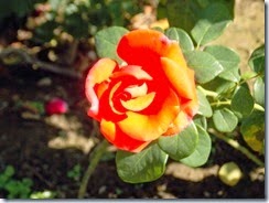 DSCN1051