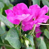Bunga Balsam, Warna Memikat Sarat Manfaat