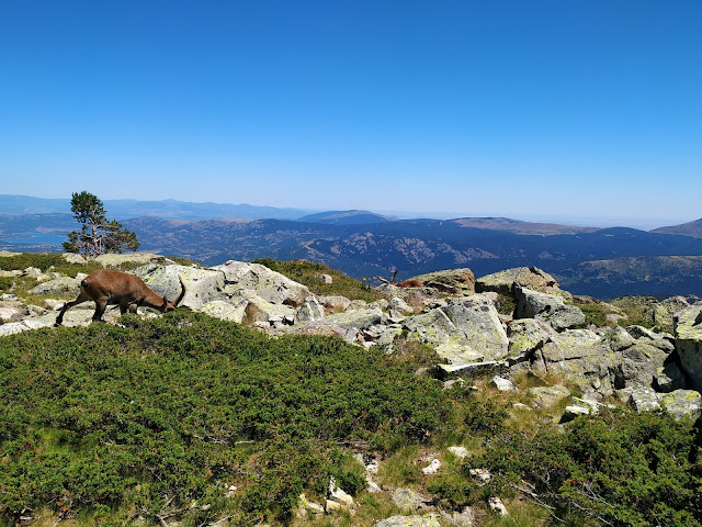 Subida al Peñalara . Techo de Madrid y Segovia. Parque Nacional de Guadarrama