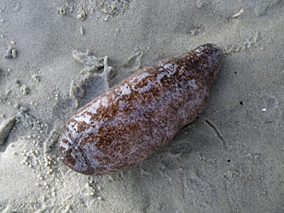 Sea Cucumber