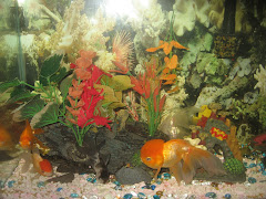The Fishy Estradas
