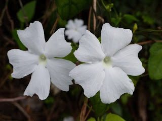 Thunbergie lisse - Bec martin - Liane toupie - Thunbergia laevis 