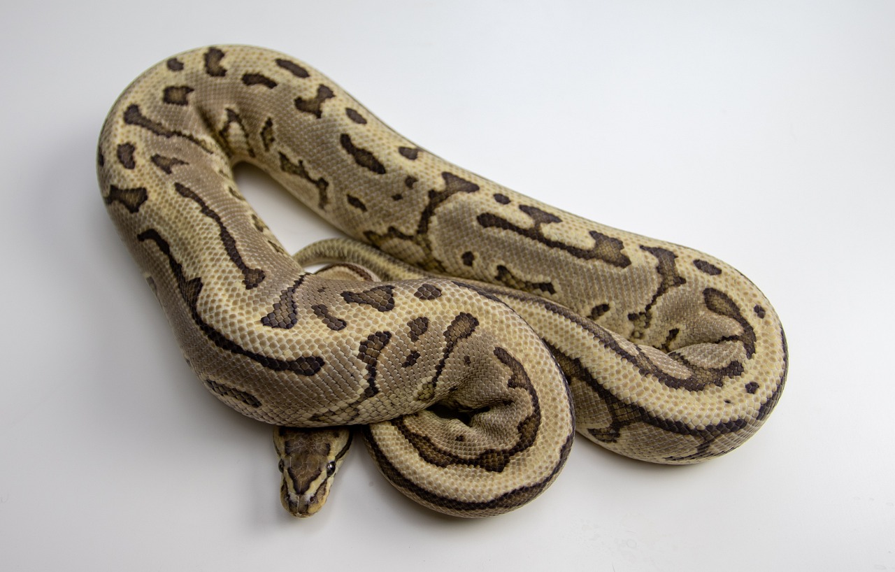 An African Ball Python