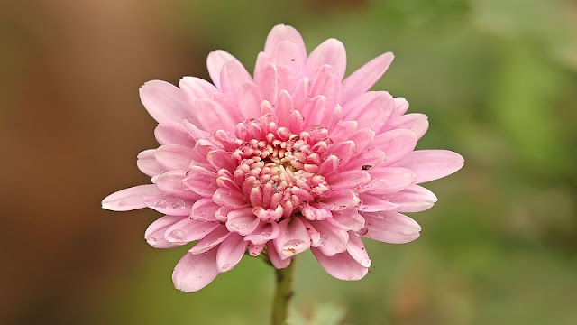 1280px-Chrysanthemum_sp