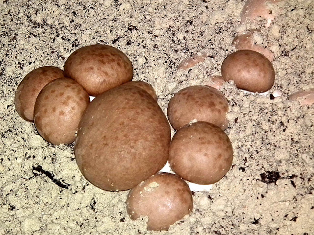 Chestnut Mushroom Agaricus bisporus being cultivated in a former underground limestone quarry.  Indre et Loire, France. Photographed by Susan Walter. Tour the Loire Valley with a classic car and a private guide.