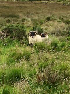 sheep with curly horns in a field