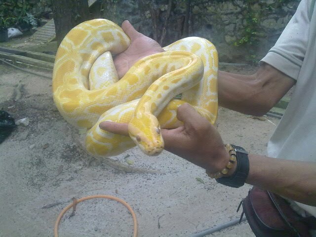 candy cane corn snake. Albino Candy Cane Corn Snake