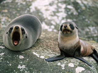 fur seal