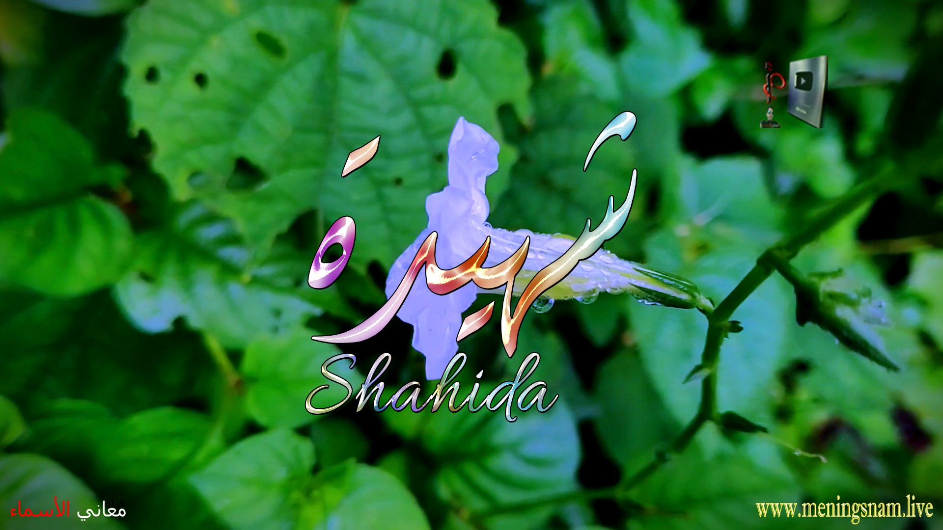 معنى اسم, شهيدة, وصفات, حاملة, هذا الاسم, Shahida,