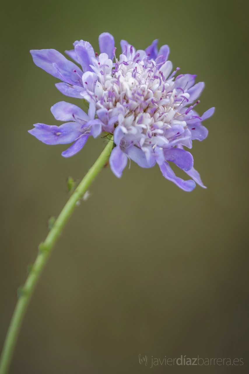 Un estuche como azul Una planta Dos Cuatro fotos Una  - Plantas De Flores Azules Fotos