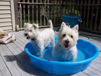 Westie Pool 2009