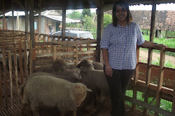 Kunjungan Peternakan Domba Merino tgl 16 Februari 2013