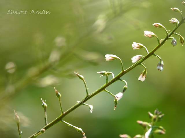 Lysimachia acroadenia