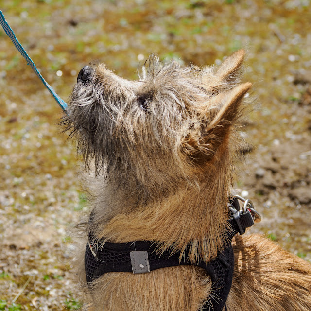 Cairn Terrier