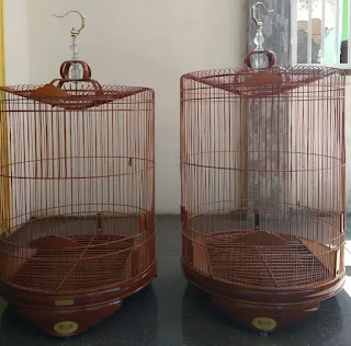 Tempat dan Ukuran Kandang yang Ideal untuk Burung Murai