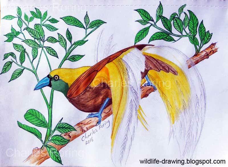  Sketsa  Bercerita Lukisan Cat Air Burung  Surga
