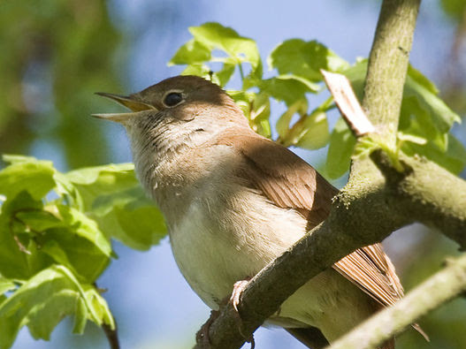 On The Wings Of A Nightingale 