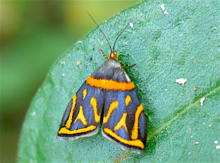 Hemerophila sp., Choreutidae