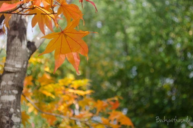 2013-10-12 Furano Fall Colors 030