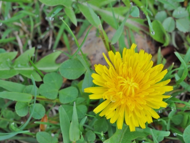 Weed Yellow Flower