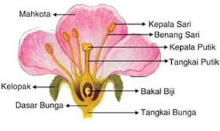  Bagian ini mempunyai struktur dan fungsi tersendiri Bagian-bagian Bunga dan Fungsinya 