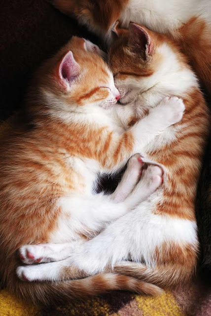 Results of a survey into how people care for their cats, including how often they go to the vet, play with their owner, and litter tray issues. Photo shows 2 cats cuddling