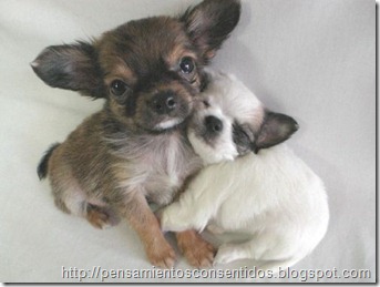 1220463818_puppies-30