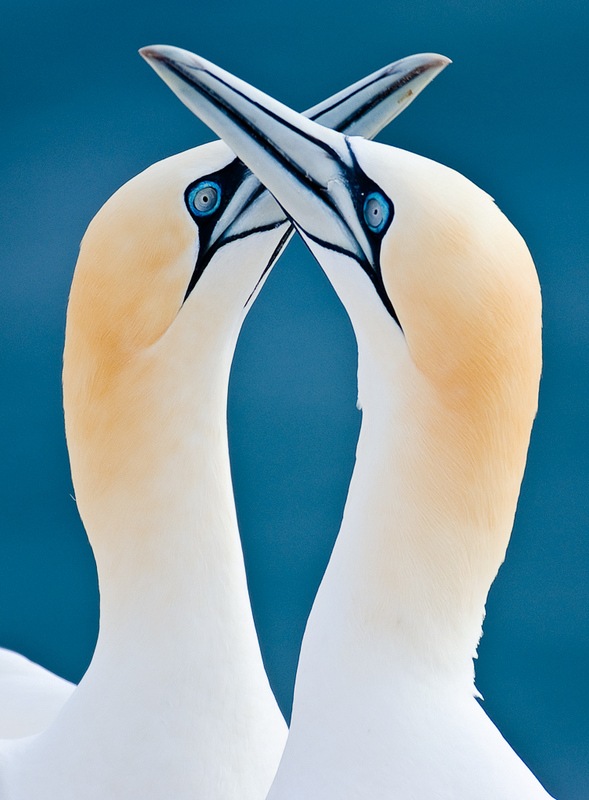 Wildlife-photography-bird-4 Wildlife-photography-bird-4