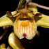 Orchid : Anisopetala sanguinolenta (Lindl.) M.A.Clem.,(2003) f. Sumatranum J.J. Sm (1919) from Rejang Land Sumatra