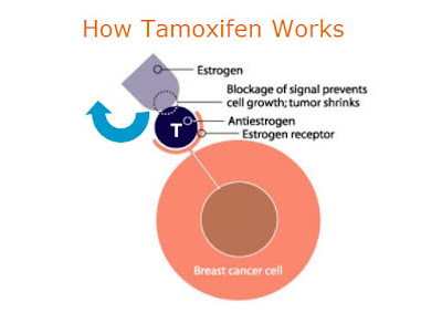 This illustrates how tamoxifen settles into the estrogen receptor that feeds a breast cancer cell, and blocks estrogen from feeding the cancer cell,  so it dies.