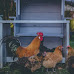 Delaware Cities and Towns That Allow Backyard Chickens