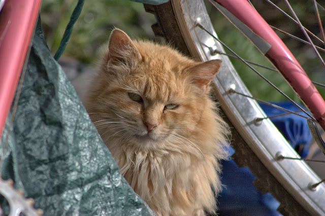 Fluffy Buff Tom and Bike Frame by Chriss Pagani from flickr (CC-NC-ND)