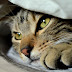 Around the IP Blogs! 